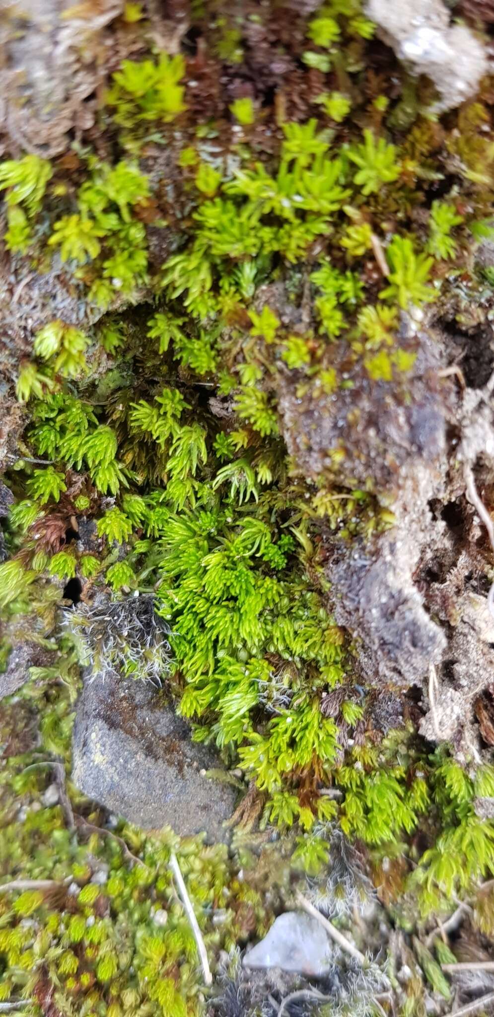 Image of oligotrichum moss