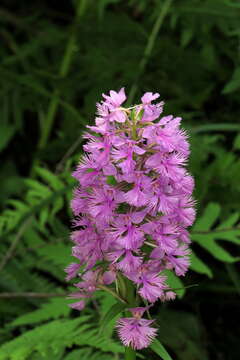 Image de Platanthera grandiflora (Bigelow) Lindl.