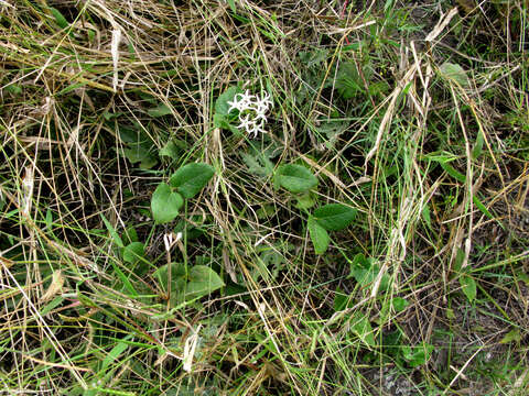 Image of Orthanthera jasminiflora (Decne.) Schinz