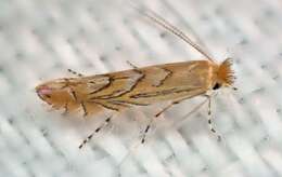 Phyllonorycter messaniella (Zeller 1846)的圖片