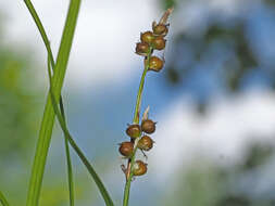 Image de Carex alba Scop.