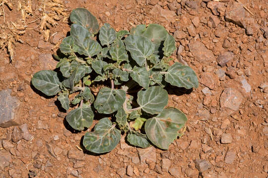 Слика од Acleisanthes chenopodioides (A. Gray) R. A. Levin