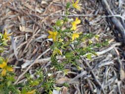 Image of Roepera aurantiaca Lindl.