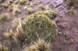 Image de Trichocereus walteri