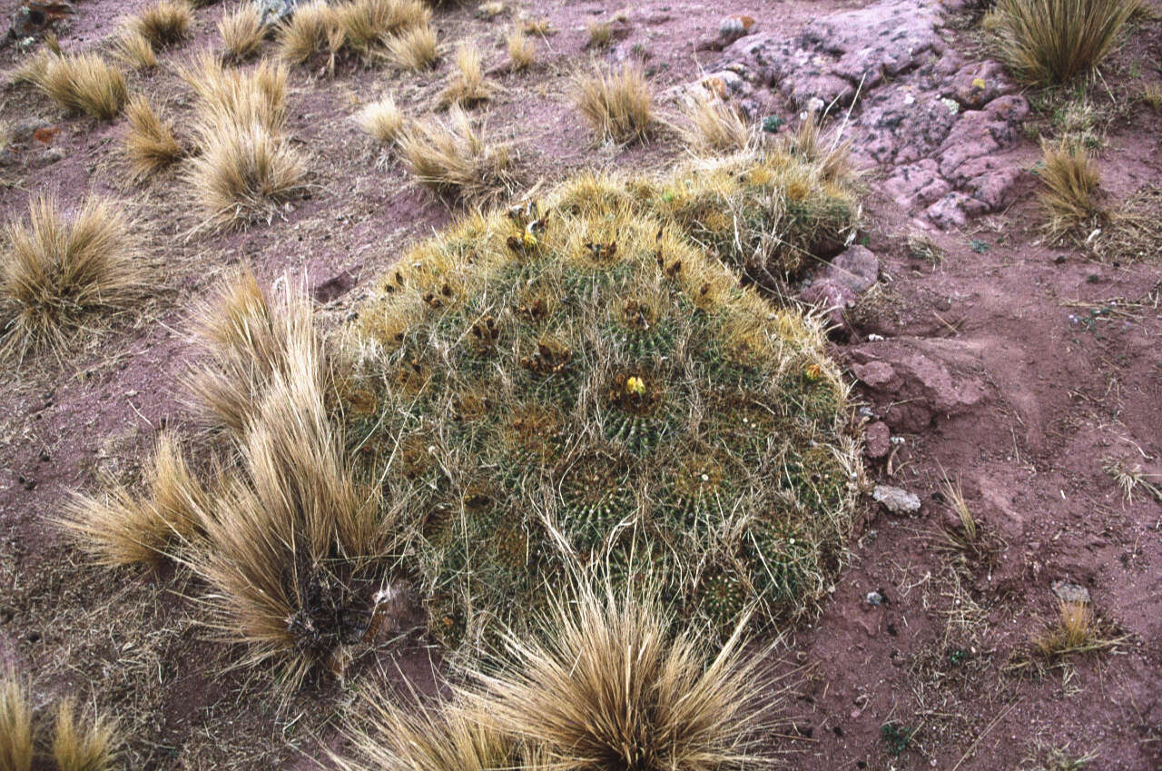 Image de Trichocereus walteri