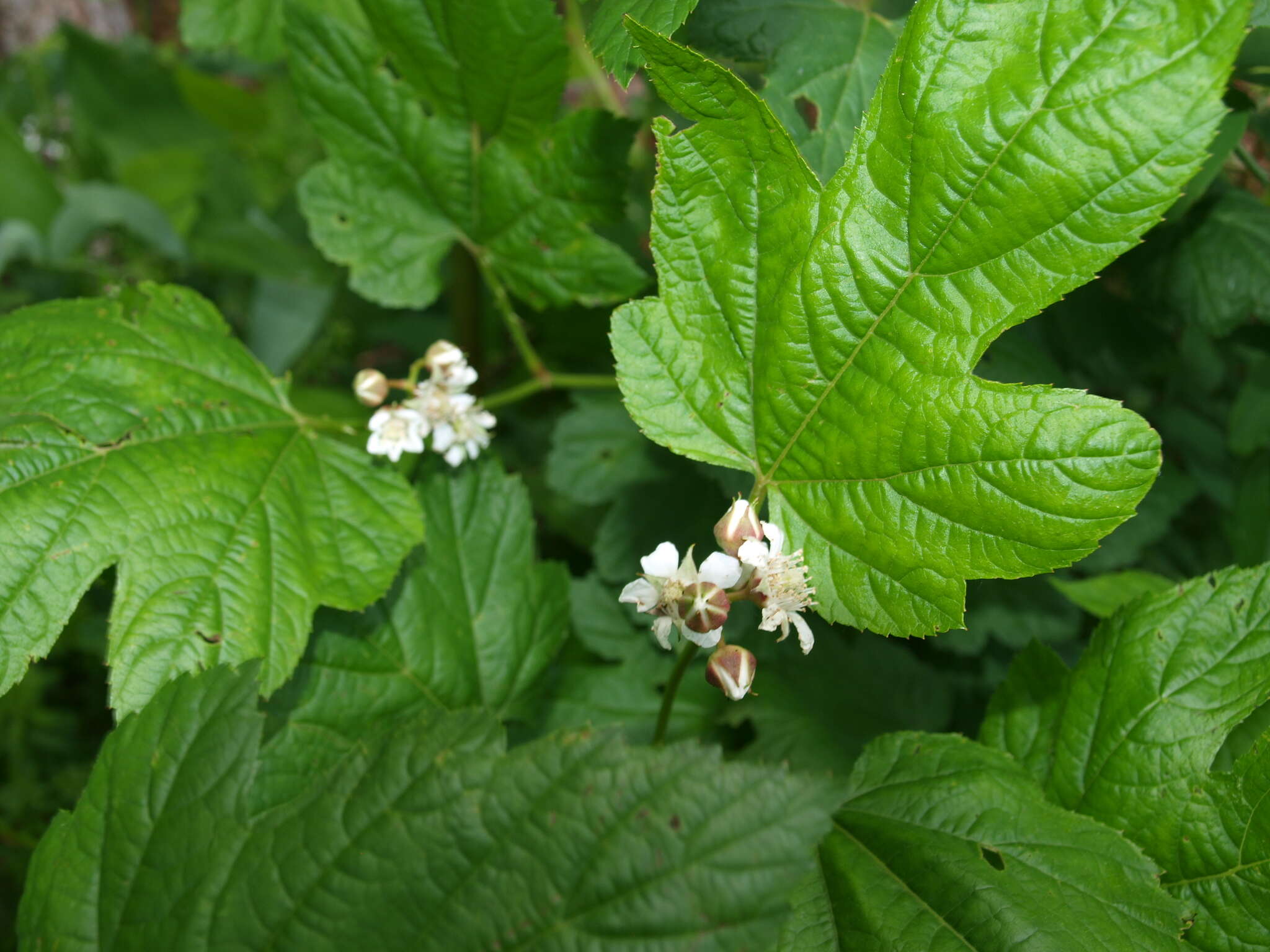 Слика од Rubus crataegifolius Bunge