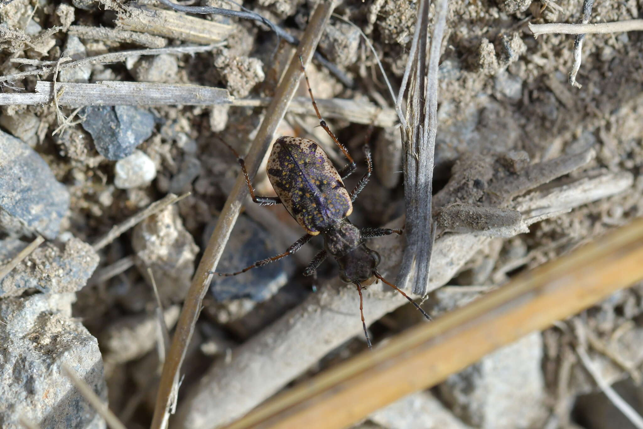 Image of Neocicindela garnerae Larochelle & Larivière 2013