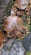 Tipula (Hesperotipula) californica (Doane 1908)的圖片