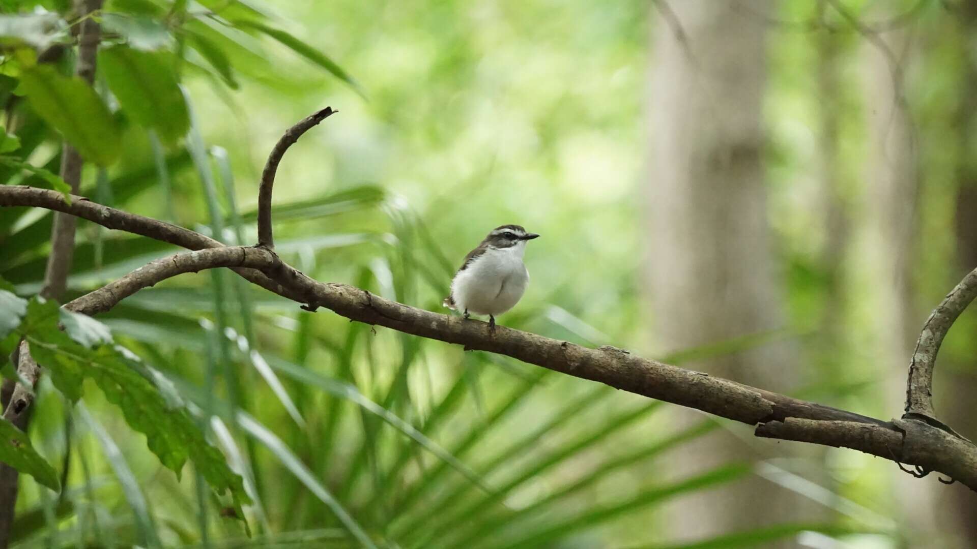 Image of White-browed Robin