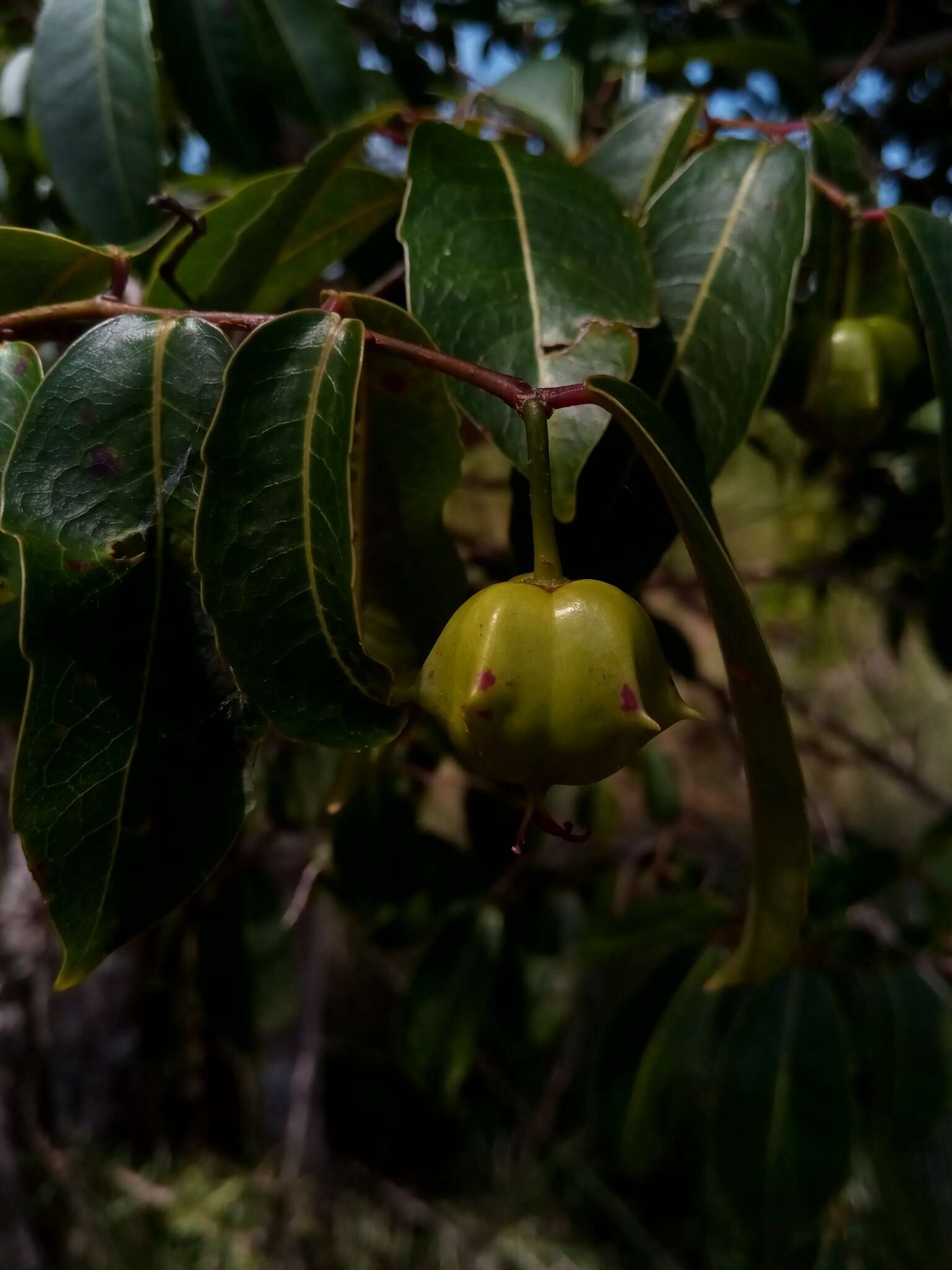 Sivun Sclerocroton melanostictus (Baill.) Kruijt & Roebers kuva