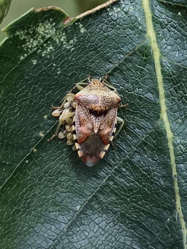 Elasmucha grisea (Linnaeus 1758) resmi