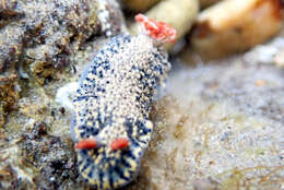 Image of Hypselodoris saintvincentius Burn 1962