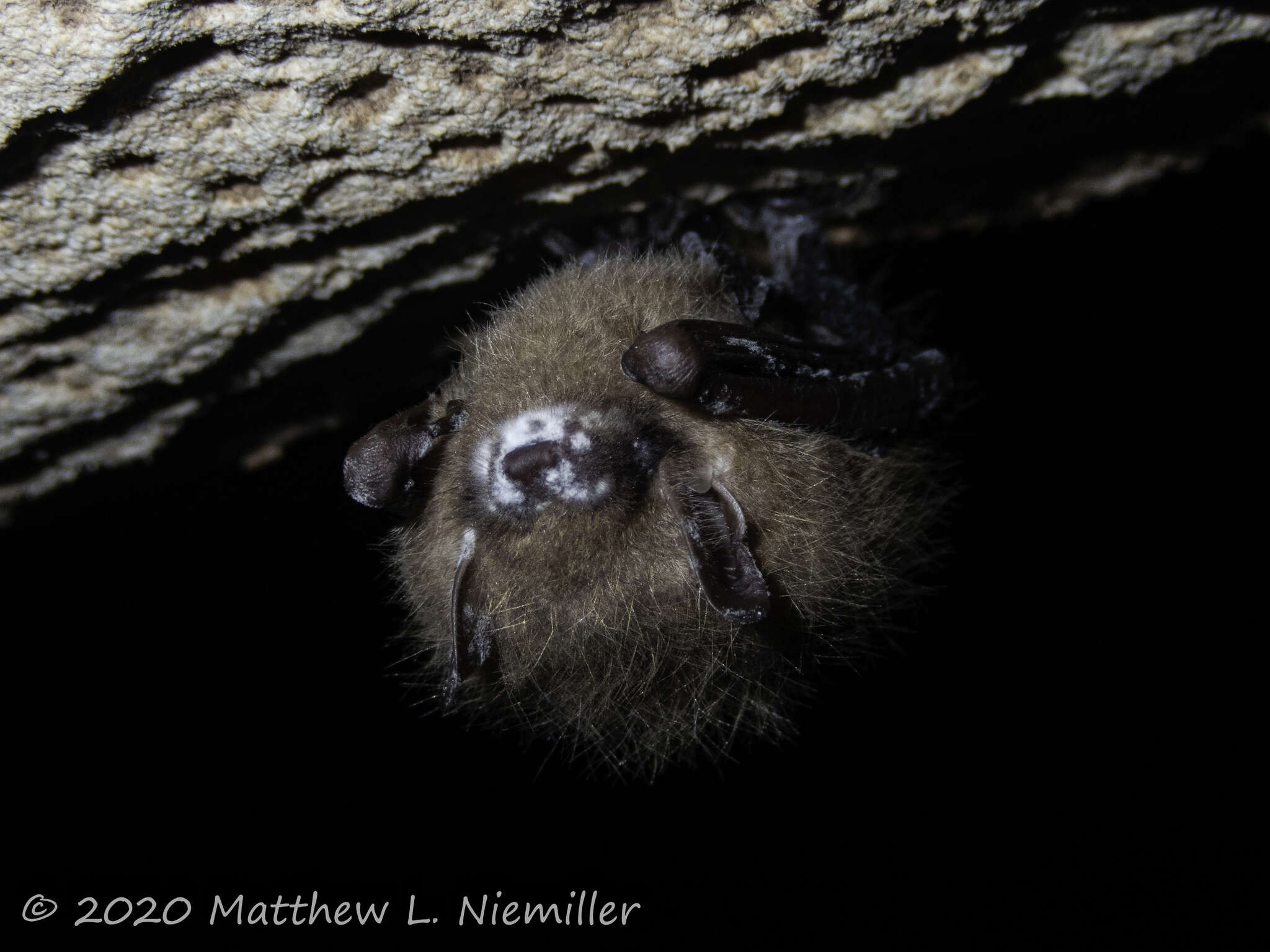 Image of White nose syndrome