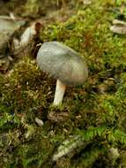 Слика од Pluteus americanus (P. Banerjee & Sundb.) Justo, E. F. Malysheva & Minnis 2014