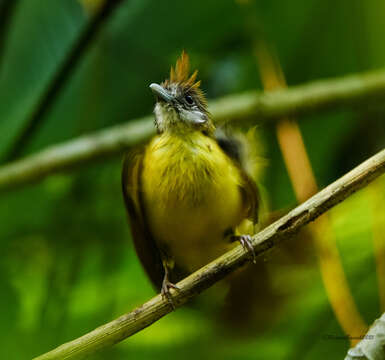 Imagem de Alophoixus flaveolus (Gould 1836)