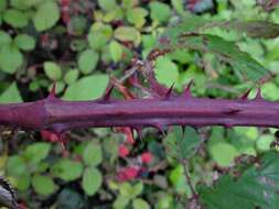 Sivun Rubus elegantispinosus (Schumacher) H. E. Weber kuva