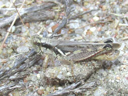 Слика од Melanoplus foedus fluviatilis Bruner & L. 1897