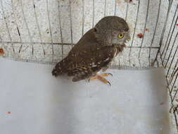 Image of Colima Pygmy Owl