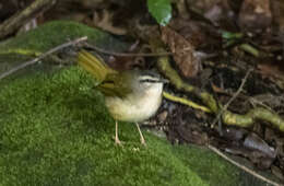 Image of Riverbank Warbler