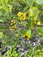 Image of Bourreria petiolaris (Lam.) M. Thulin