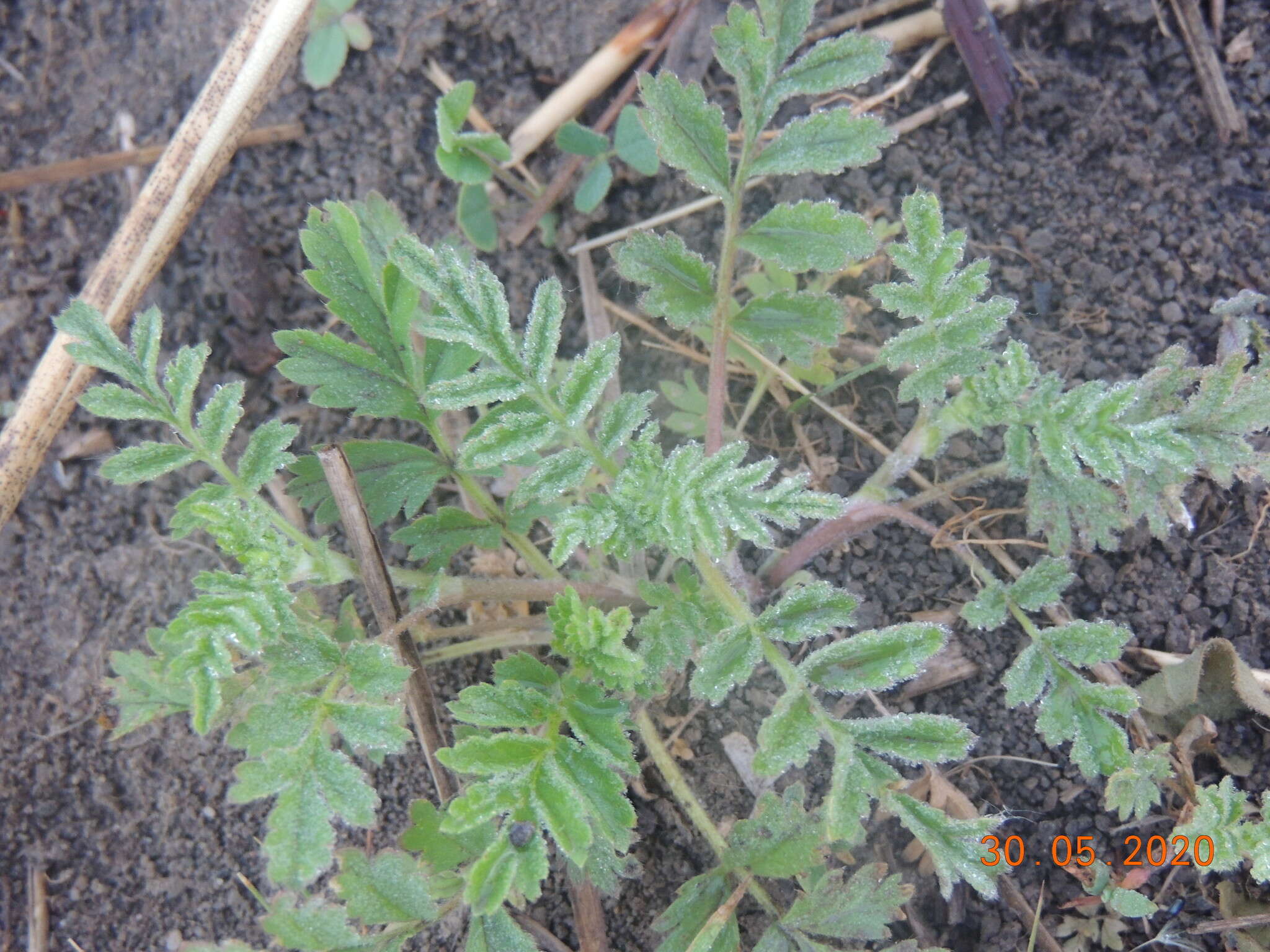 Image of Paradox cinquefoil