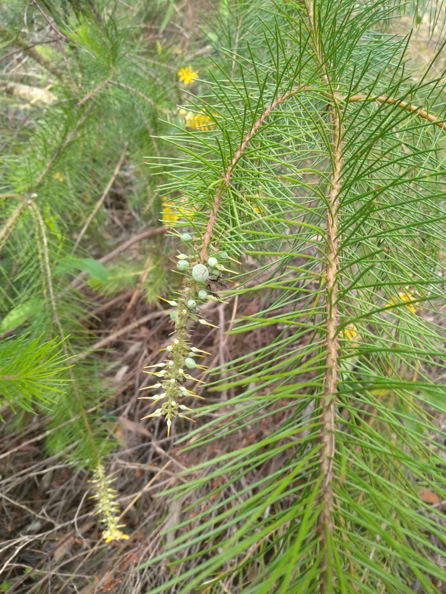 Image of Persoonia pinifolia R. Br.