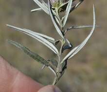 Image of Dicoma anomala subsp. anomala