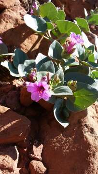 Image de Mirabilis multiflora (Torr.) Gray