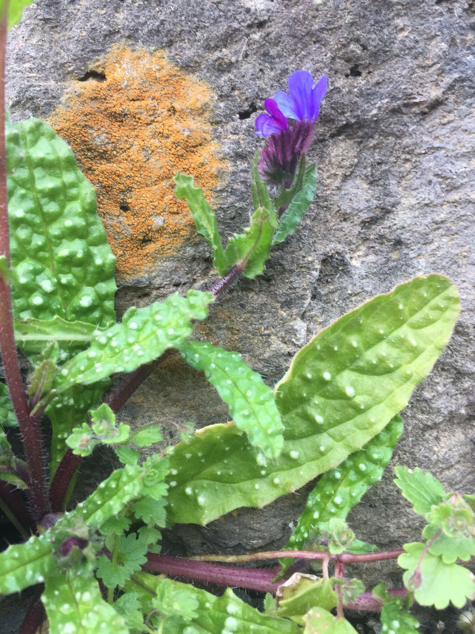 Слика од Anchusella cretica (Mill.) M. Bigazzi, E. Nardi & F. Selvi