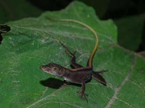 Image of Blotchbelly Anole