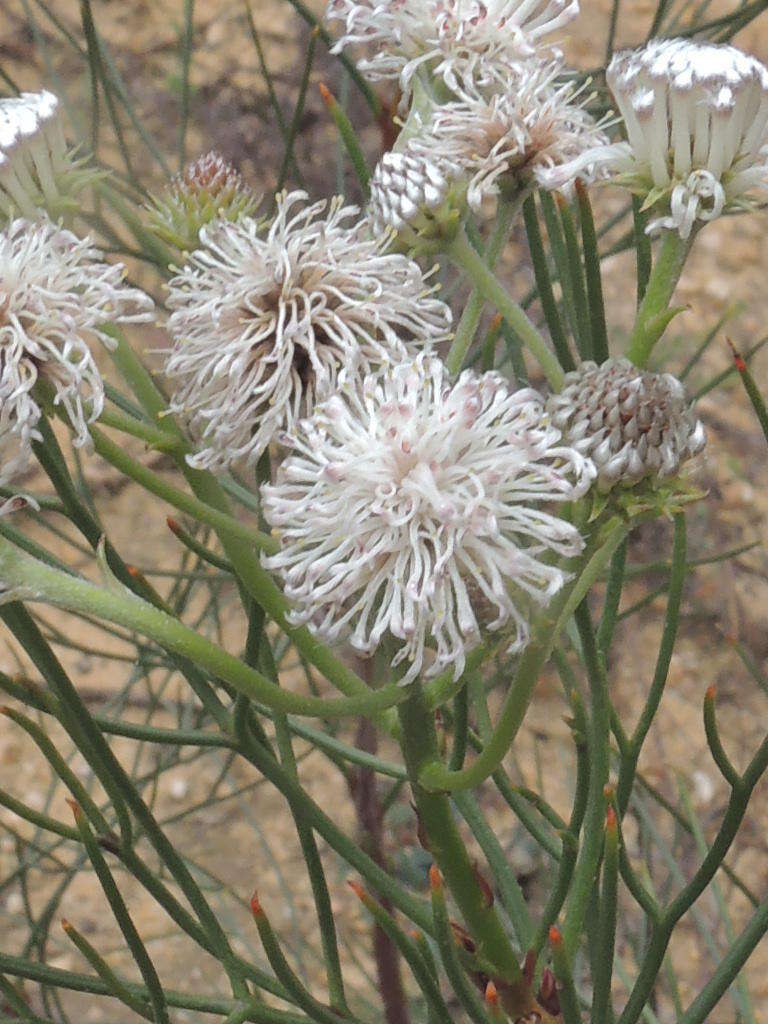 Image of Serruria triternata (Thunb.) R. Br.