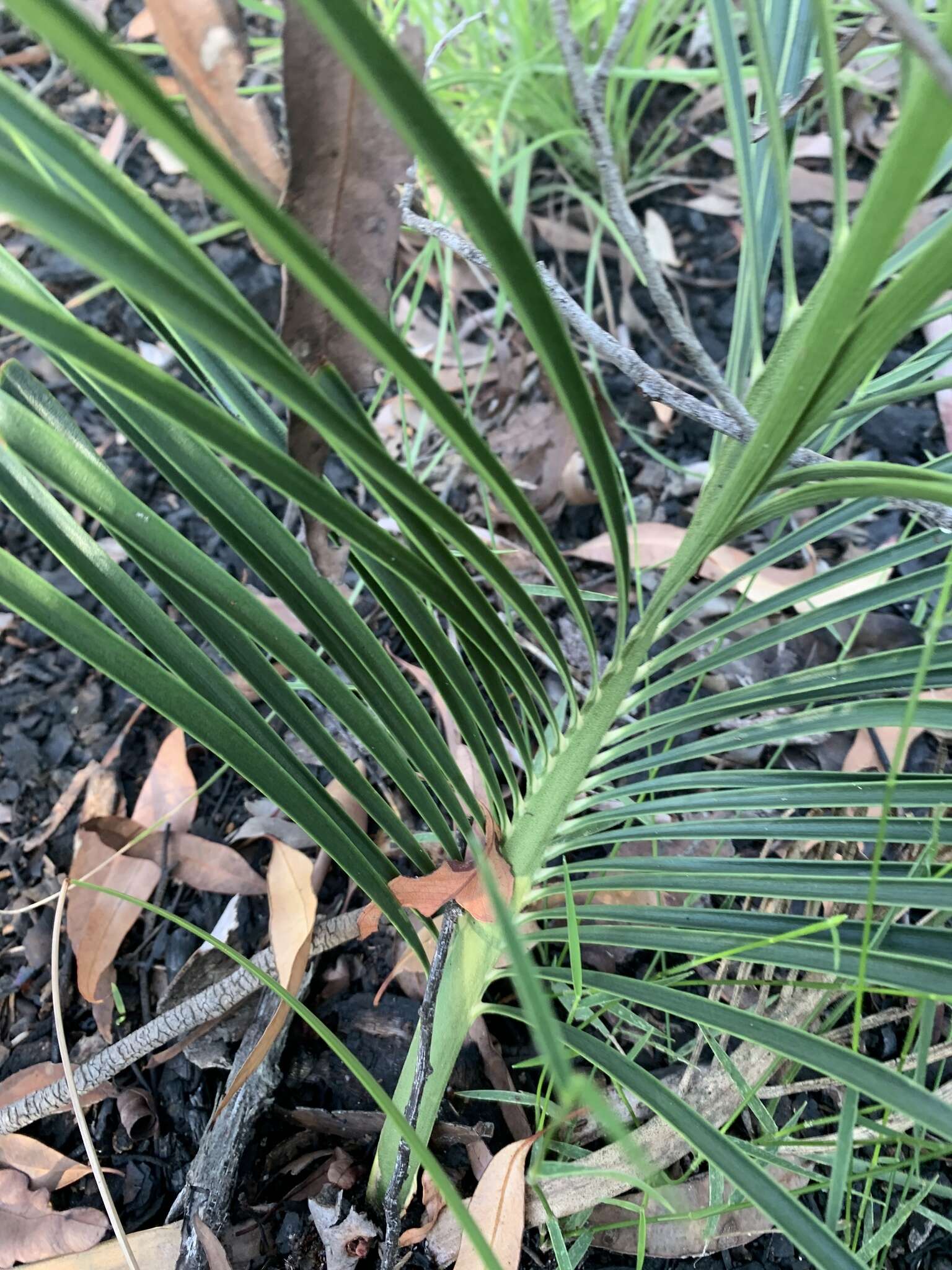 Image of Macrozamia lomandroides D. L. Jones