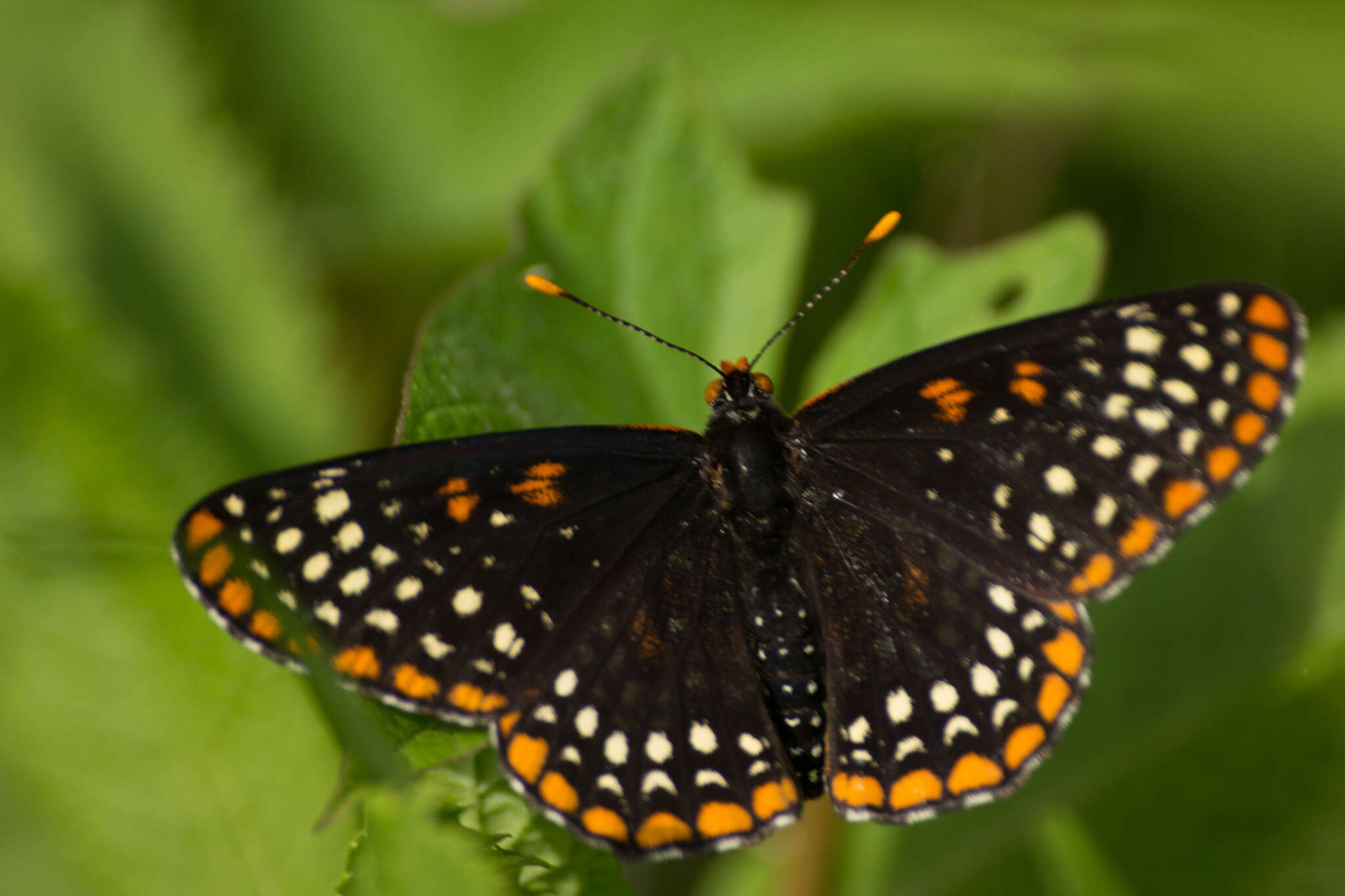 <i>Euphydryas <i>phaeton</i></i> phaeton的圖片