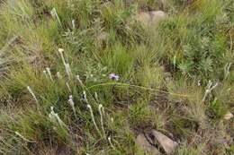 Image of Moraea inclinata Goldblatt