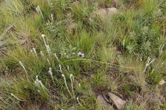 Image of Moraea inclinata Goldblatt