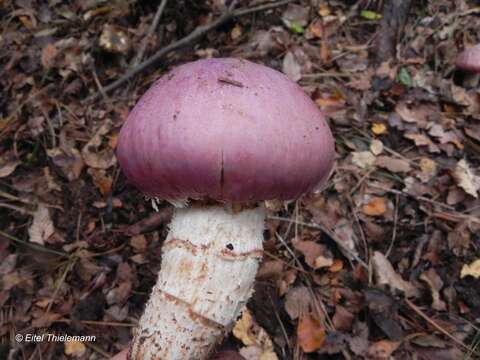 Image of Cortinarius lebre Garrido 1988