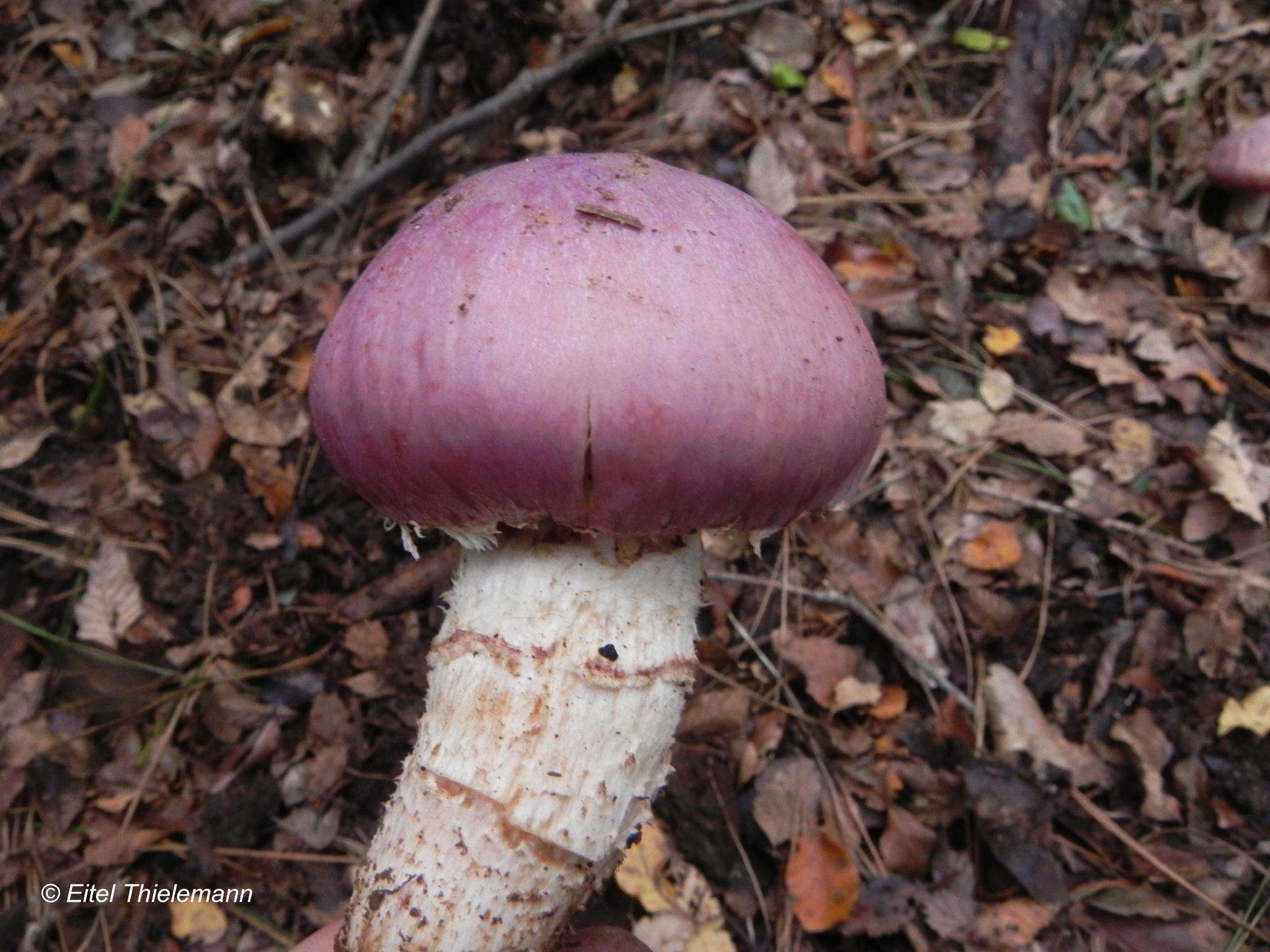 Image of Cortinarius lebre Garrido 1988