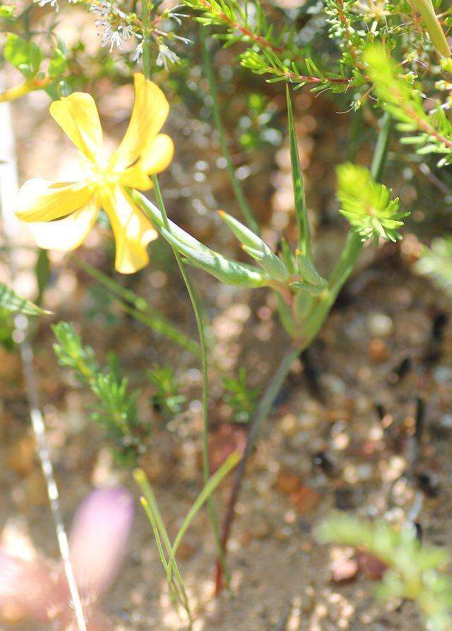 Image of Moraea maximiliani (Schltr.) Goldblatt & J. C. Manning