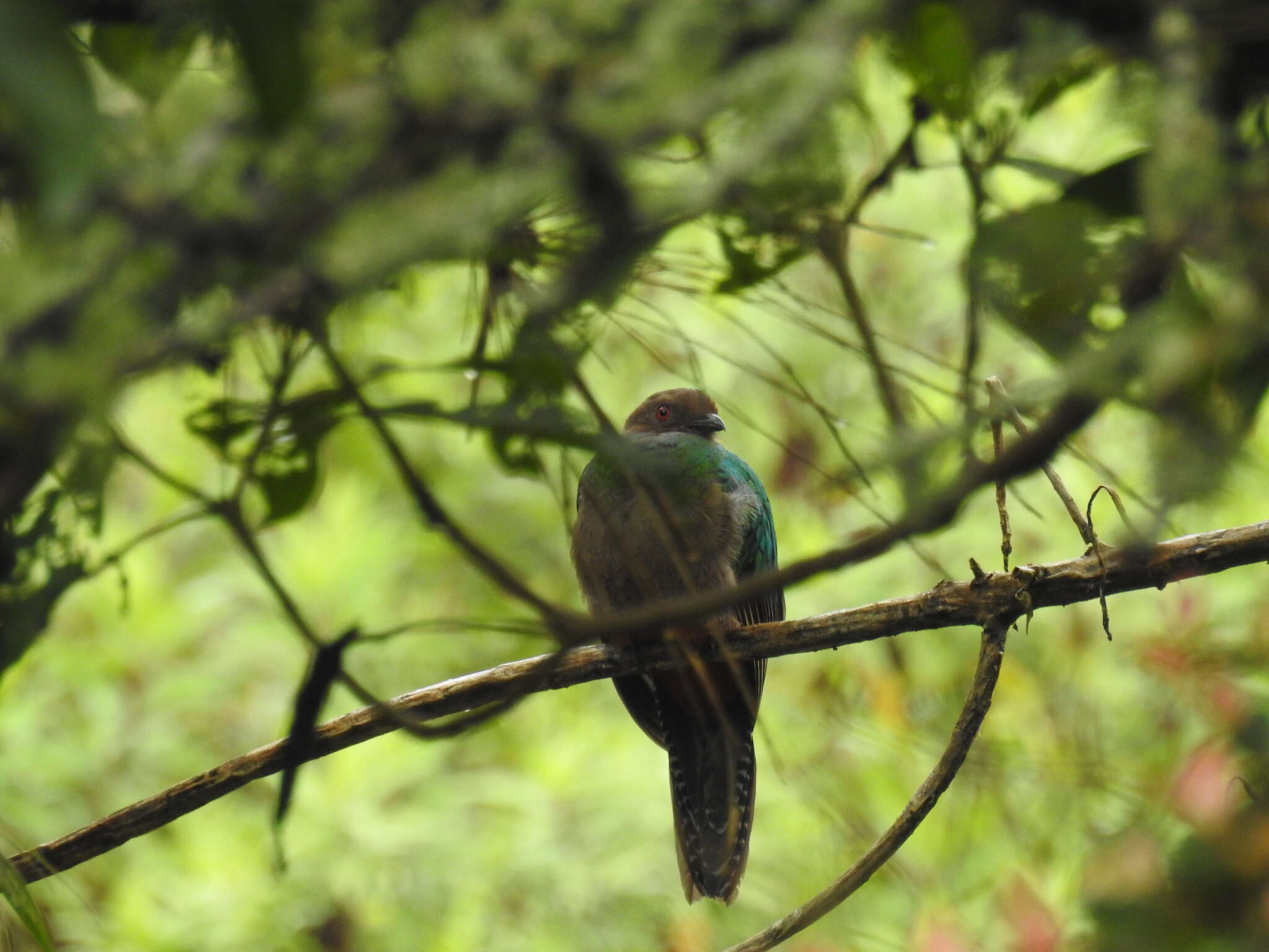 Image of Crested Quetzal