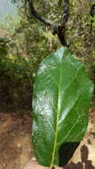 Imagem de Quercus candicans Née