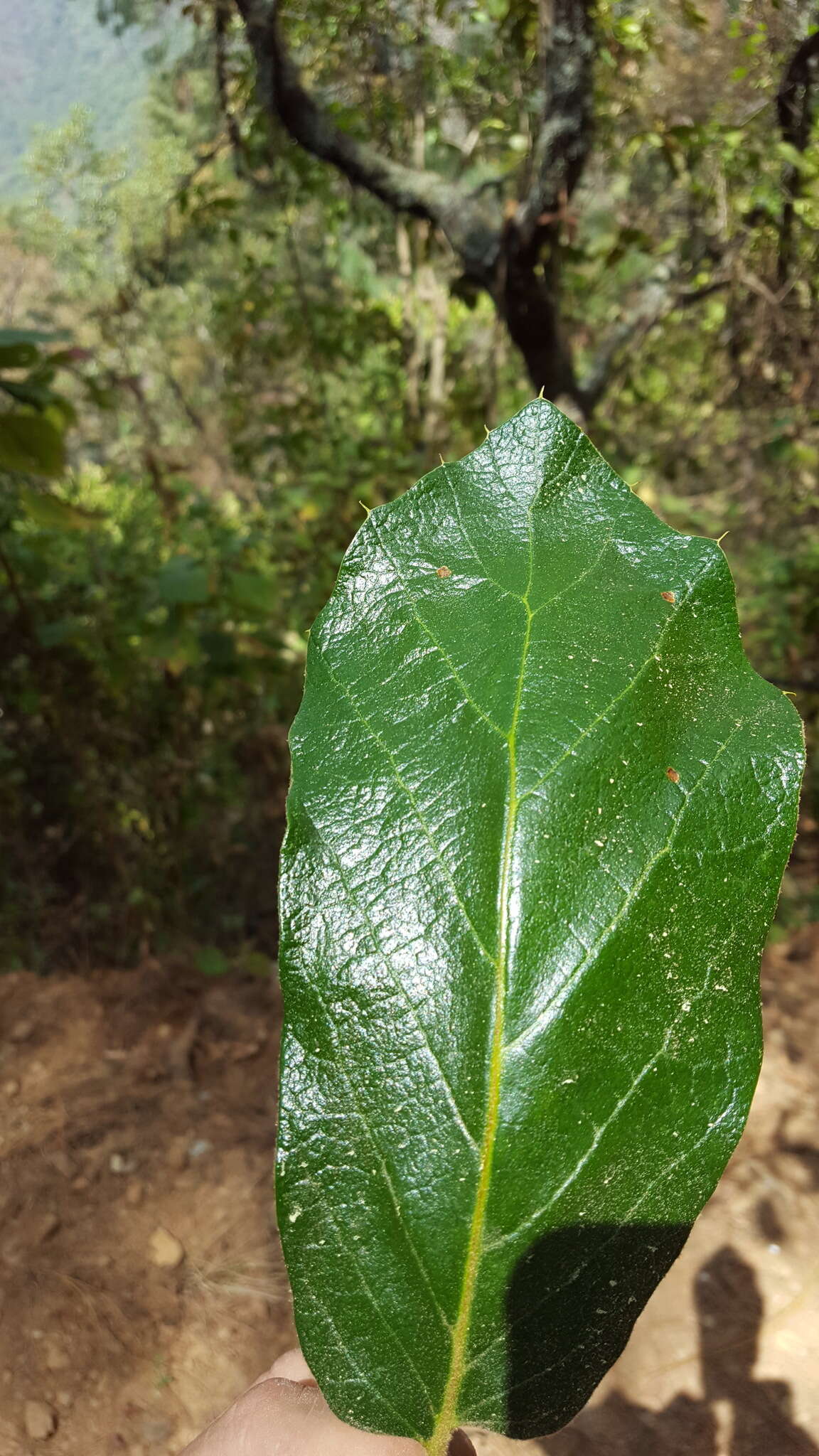 Imagem de Quercus candicans Née