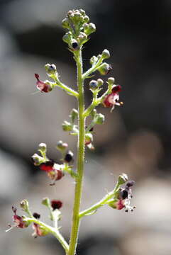 Scrophularia canina subsp. hoppii (Koch) P. Fourn. resmi