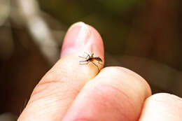 Image of Aedes atlanticus Dyar & Knab 1906