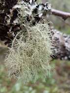 Image of perplexed beard lichen