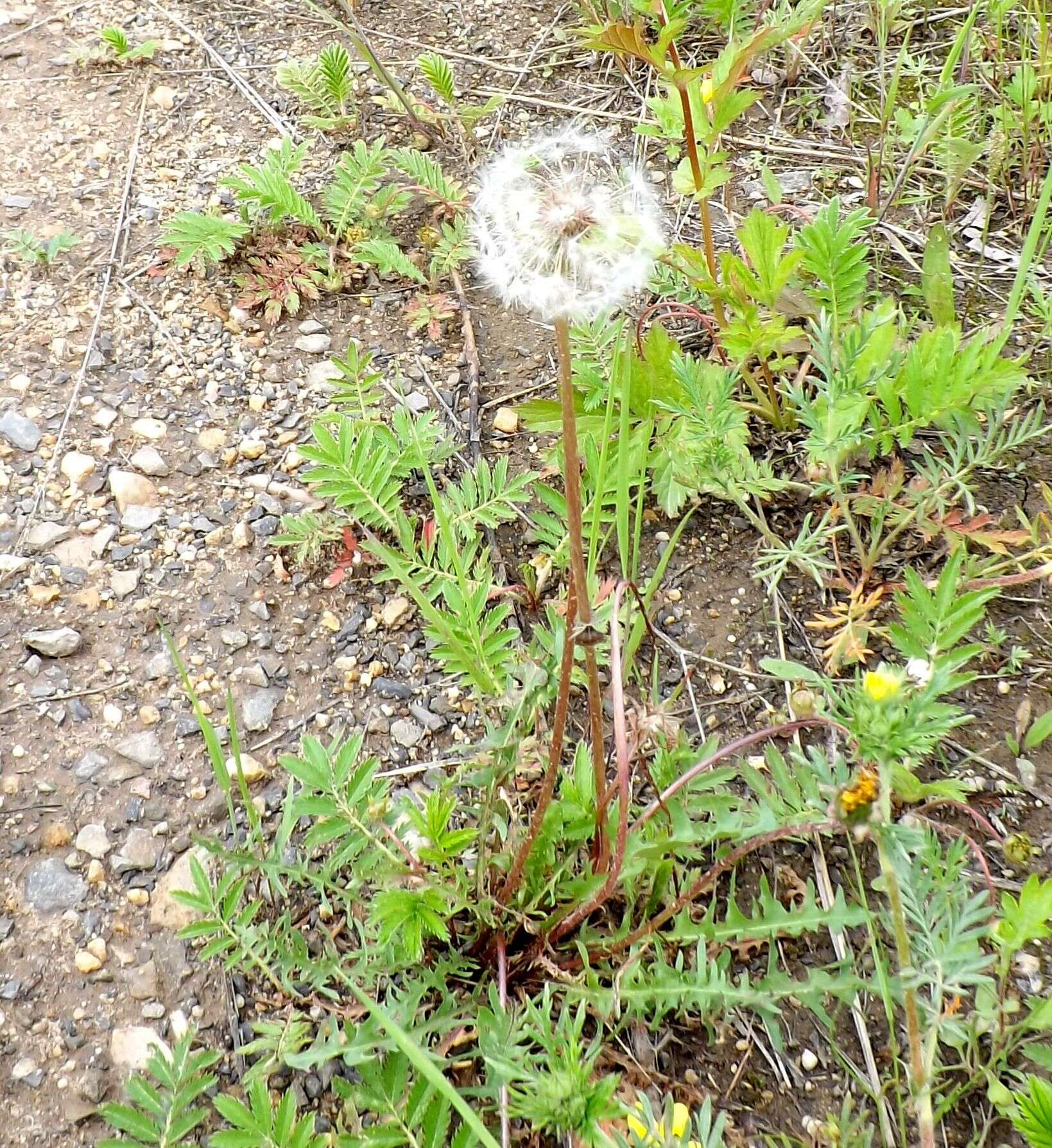 Plancia ëd Taraxacum scariosum (Tausch) Kirschner