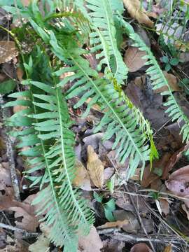 Polypodium plesiosorum Kunze的圖片