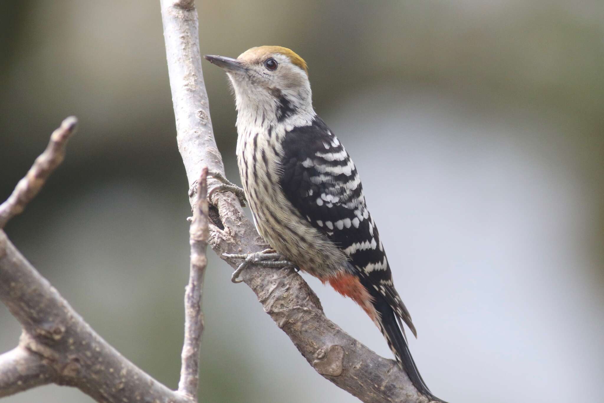 Image of Brown-fronted Woodpecker