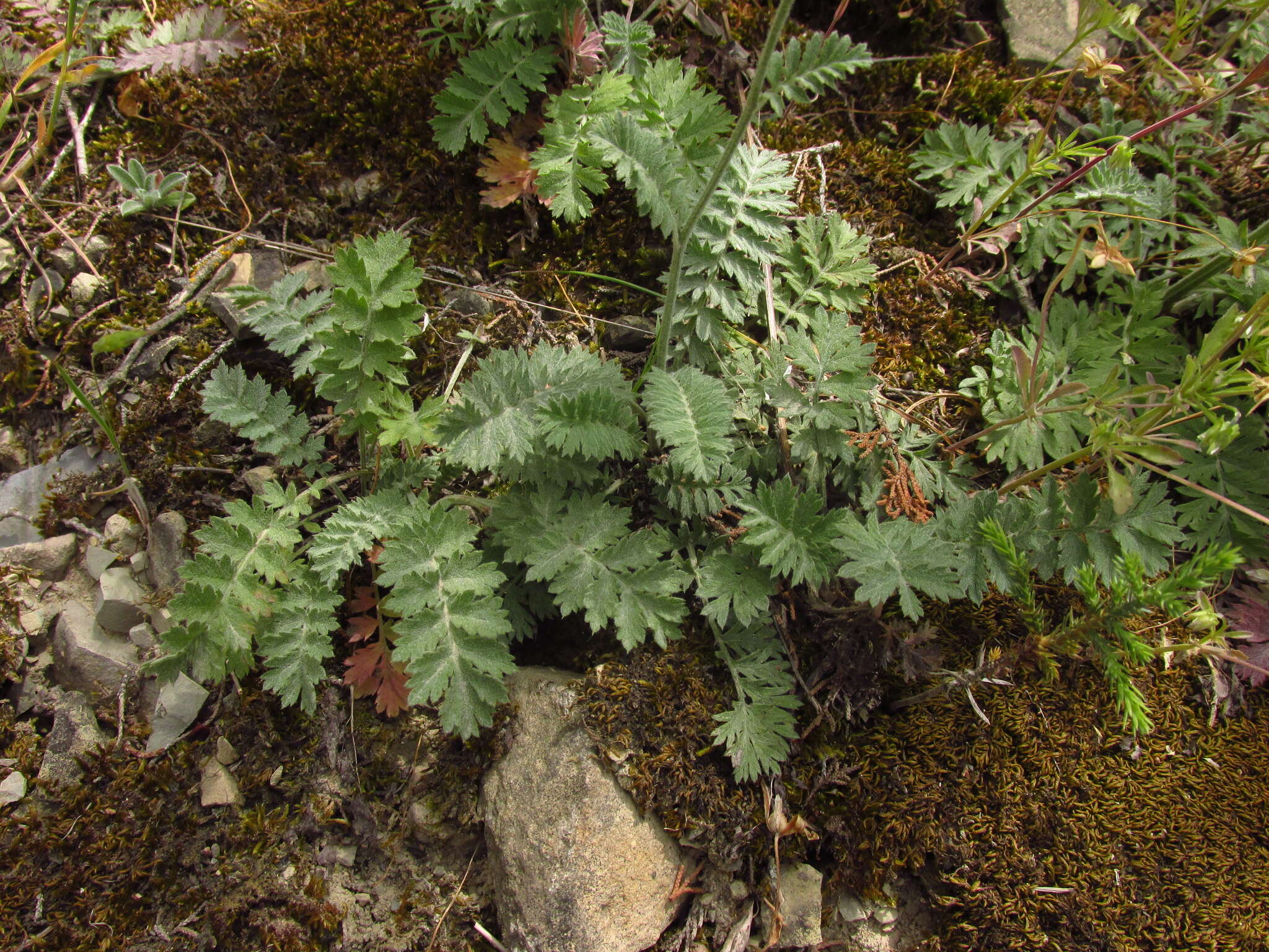 Tanacetum poteriifolium (Ledeb.) Grierson的圖片