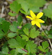 Image of Yellow Thimbleweed