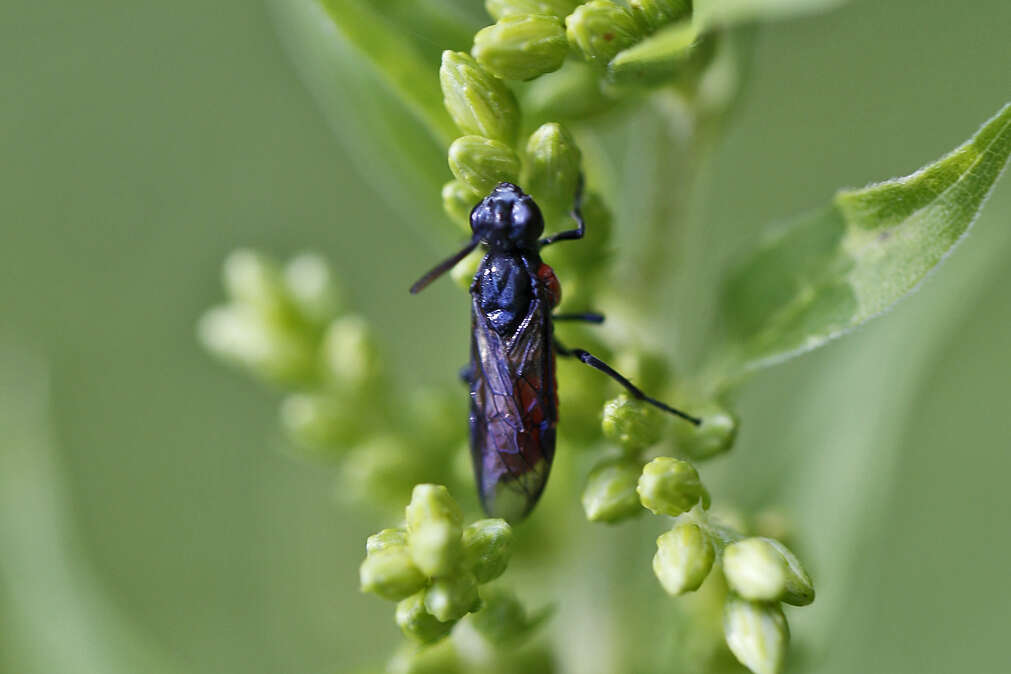 Image of Poison Ivy Sawfly